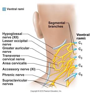 cervical_plexus1342596044233